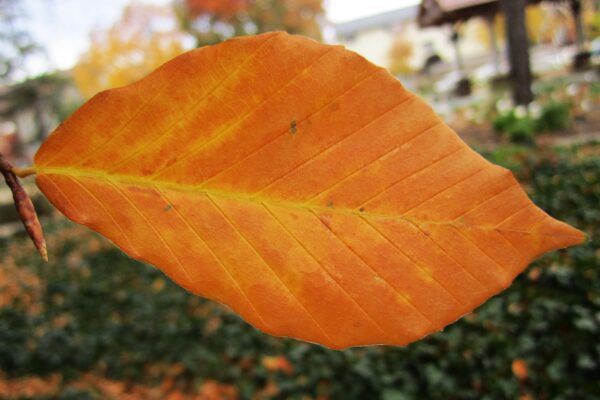 Fagus grandifolia - Fall Foliage