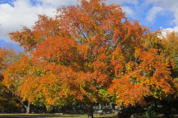 Fagus grandifolia - Fall Habit