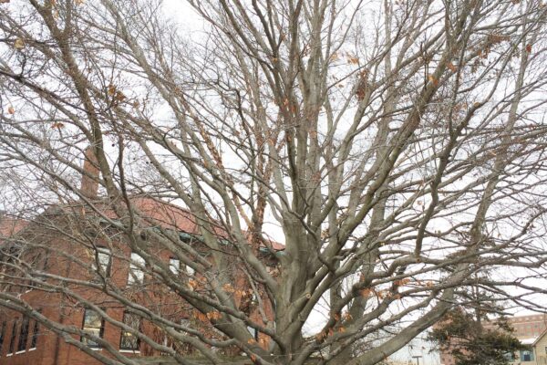 Fagus grandifolia - Winter Habit