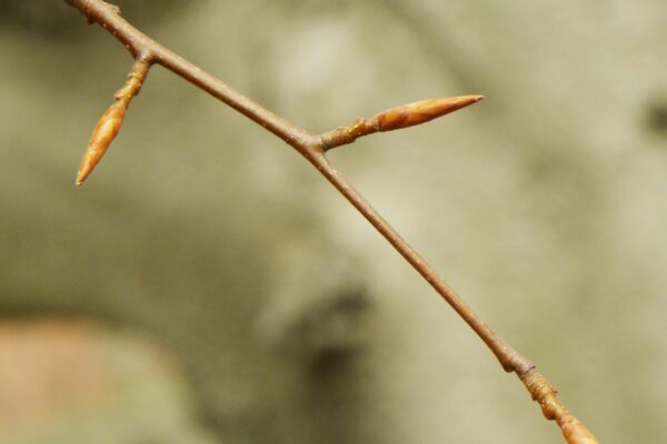 Fagus grandifolia - Buds