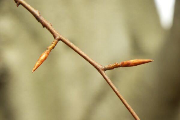 Fagus grandifolia - Buds