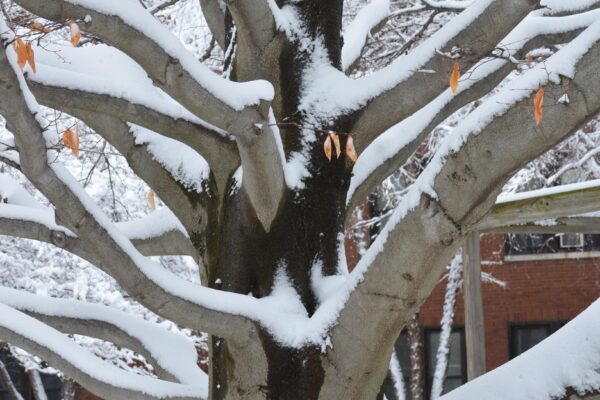 Fagus grandifolia - Bark - Winter Interest