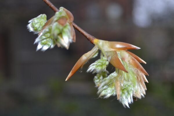 Fagus grandifolia - Emerging flowers