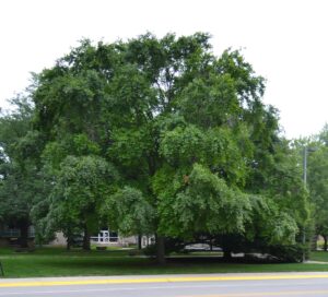 Fagus grandifolia - Overall summer habit