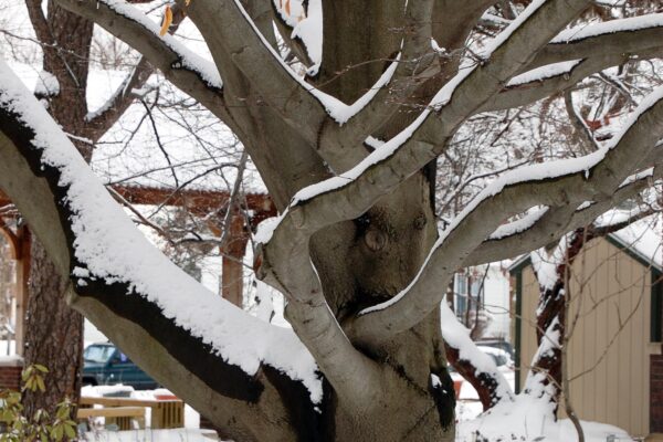 Fagus grandifolia - Winter Interest