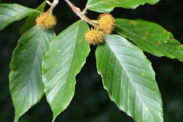 Fagus grandifolia - Summer leaves and unripe fruit