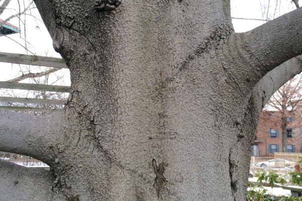 Fagus grandifolia - Mature Bark