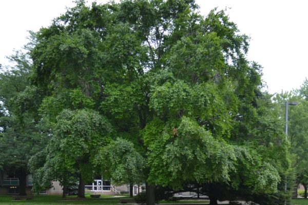 Fagus grandifolia - Overall summer habit