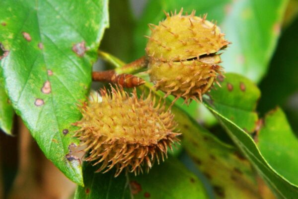 Fagus grandifolia - Fruit