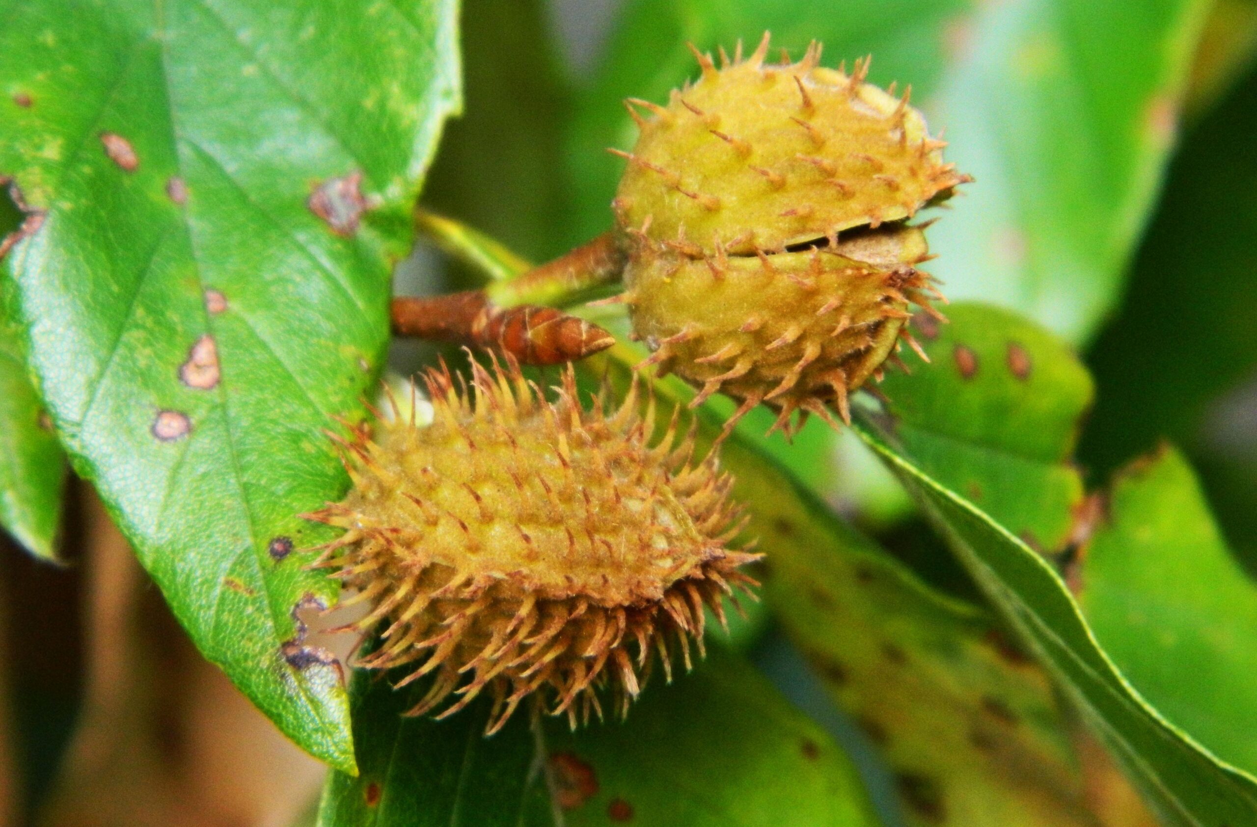Fagus grandifolia – Purdue Arboretum Explorer
