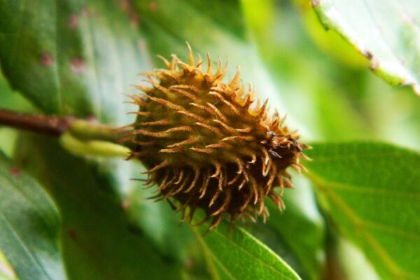 Fagus grandifolia - Fruit