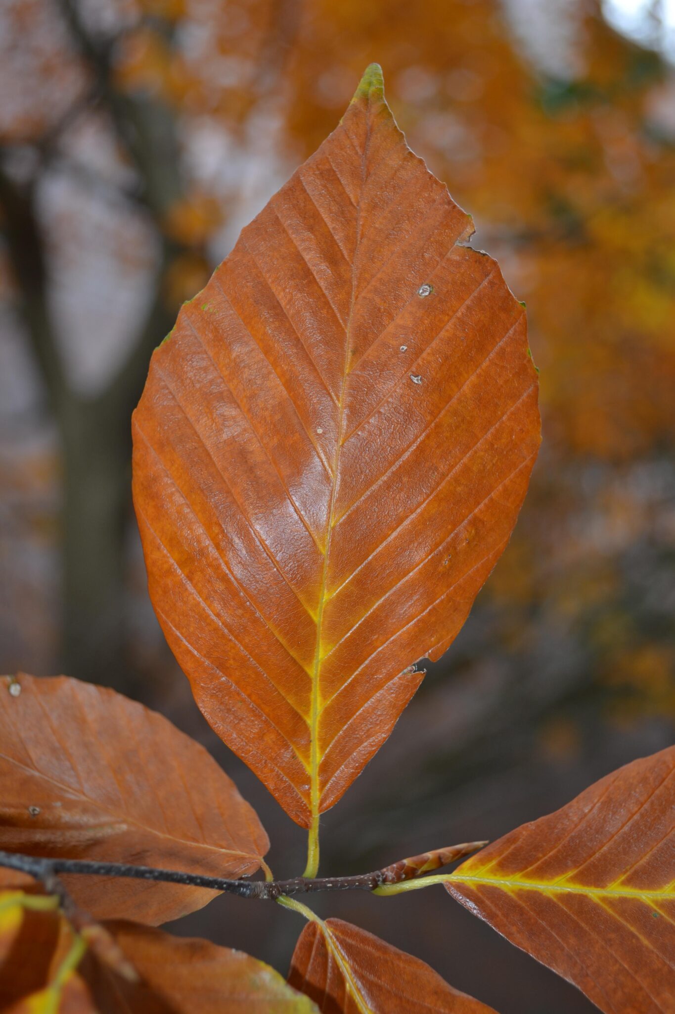 Fagus sylvatica  Purdue Arboretum Explorer