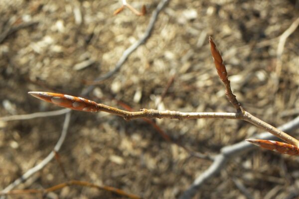 Fagus sylvatica - Buds