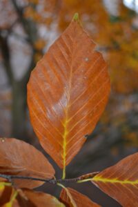 Fagus sylvatica - Fall Leaf