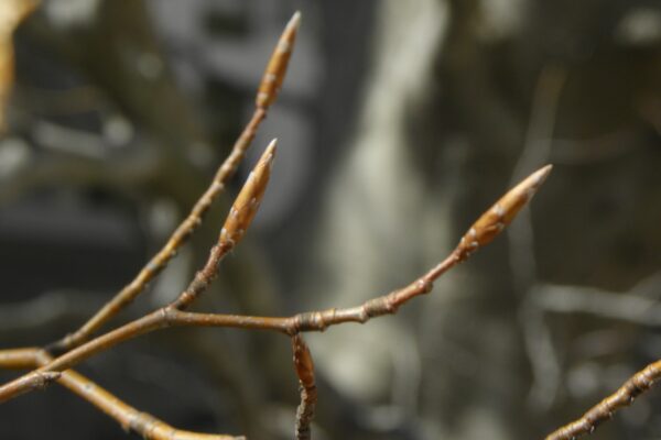 Fagus sylvatica - Buds