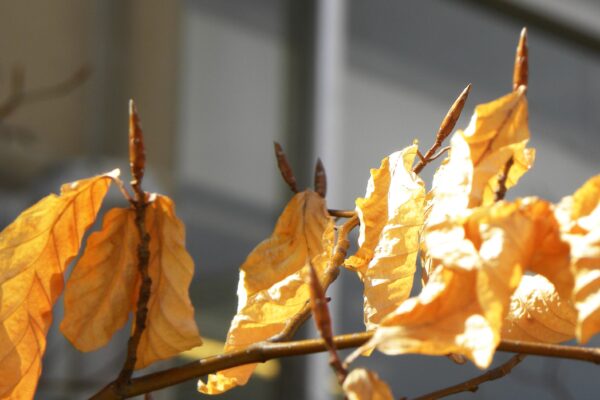 Fagus sylvatica - Dried Foliage and Buds