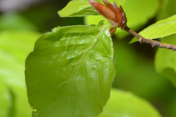 Fagus sylvatica - Leaf