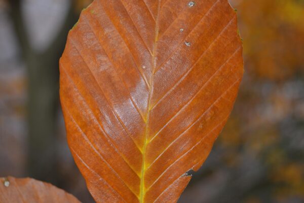 Fagus sylvatica - Fall Leaf