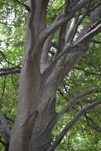 Fagus sylvatica var. heterophylla ′Asplenifolia′ - Bark