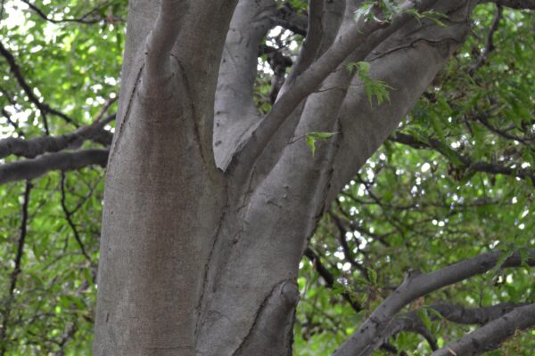 Fagus sylvatica var. heterophylla ′Asplenifolia′ - Bark