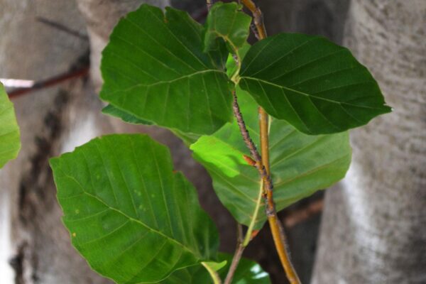 Fagus sylvatica ′Dawyck′ - Foliage