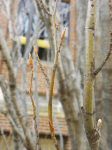 Fagus sylvatica ′Dawyck′ - Buds