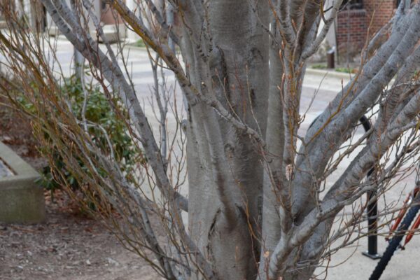 Fagus sylvatica ′Dawyck′ - Bark