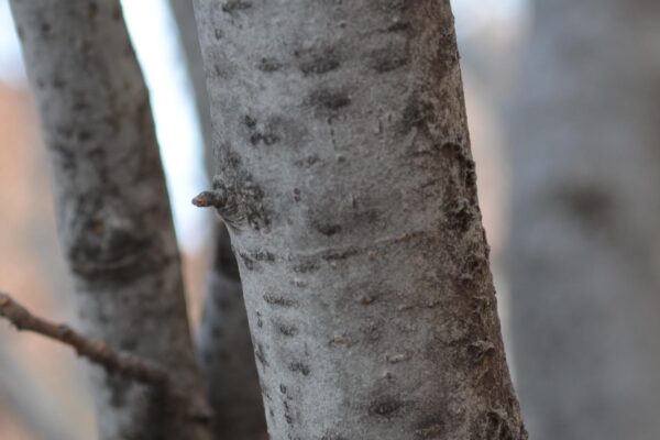 Fagus sylvatica ′Dawyck′ - Bark