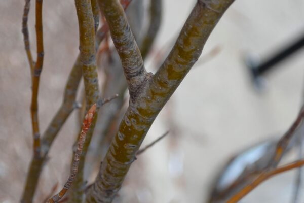 Fagus sylvatica ′Dawyck′ - Bark