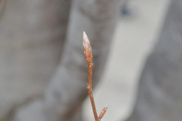 Fagus sylvatica ′Dawyck′ - Buds