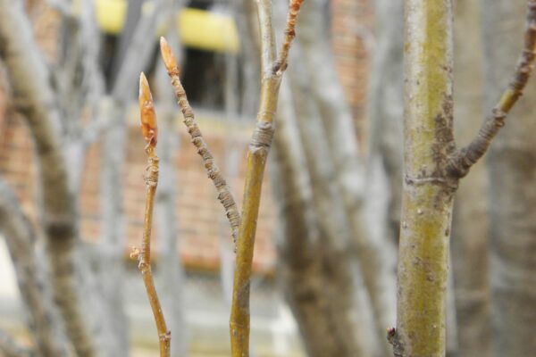 Fagus sylvatica ′Dawyck′ - Buds