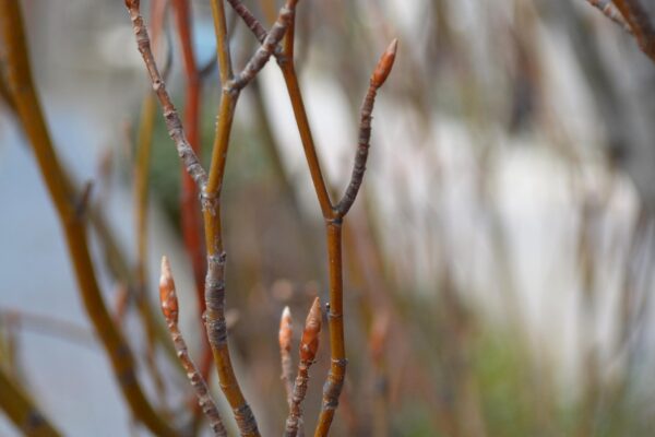 Fagus sylvatica ′Dawyck′ - Twigs and Buds