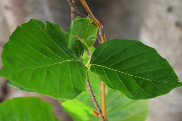 Fagus sylvatica ′Dawyck′ - Leaves