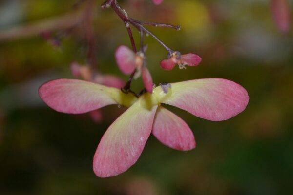 Acer palmatum - Fruit