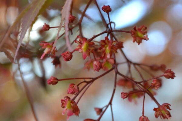 Acer palmatum - Flower