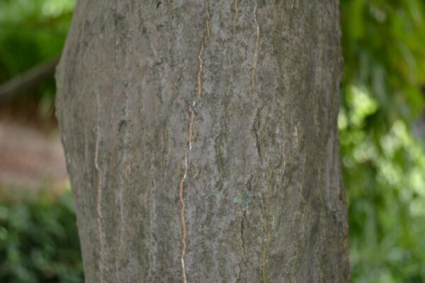 Acer palmatum - Bark