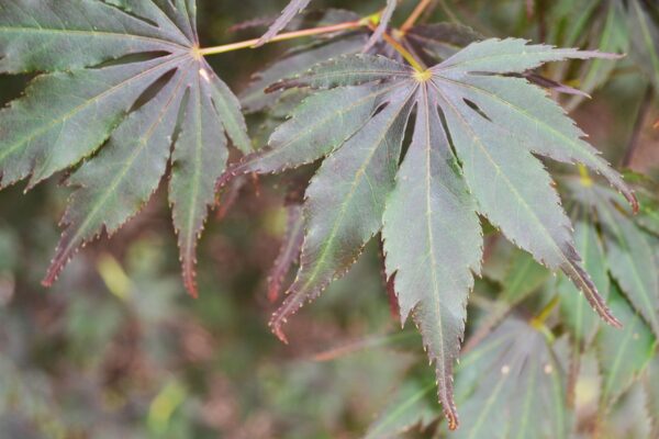 Acer palmatum - Foliage