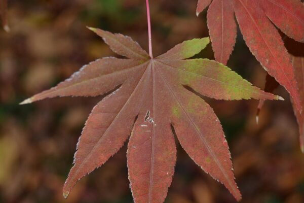 Acer palmatum - Fall Color
