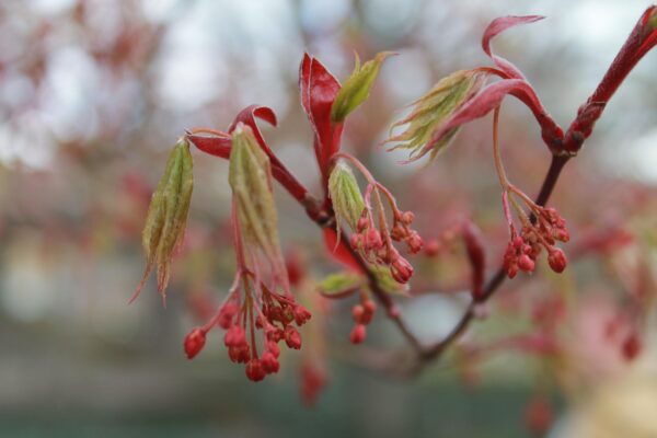 Acer palmatum - Emerging Leaves and Flowers