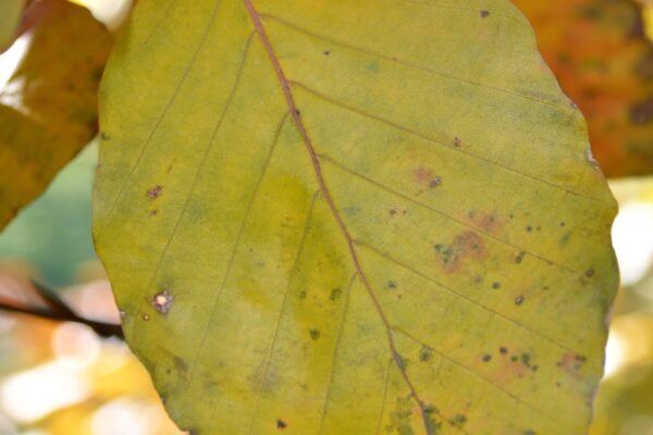 Fagus sylvatica ′Riversii′ - Fall Leaf Color