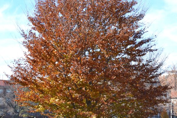 Fagus sylvatica ′Riversii′ - Overall Fall Color