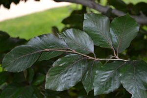 Fagus sylvatica ′Riversii′ - Leaves