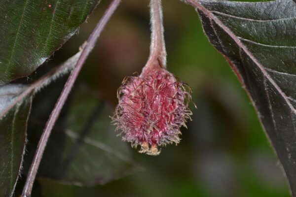 Fagus sylvatica ′Riversii′ - Fruit