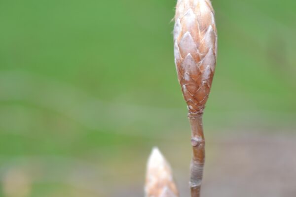 Fagus sylvatica ′Riversii′ - Leaf Bud