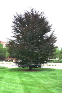 Fagus sylvatica ′Riversii′ - Overall Habit