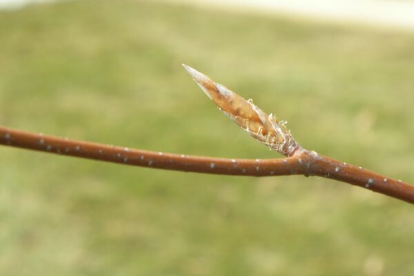 Fagus sylvatica ′Riversii′ - Bud