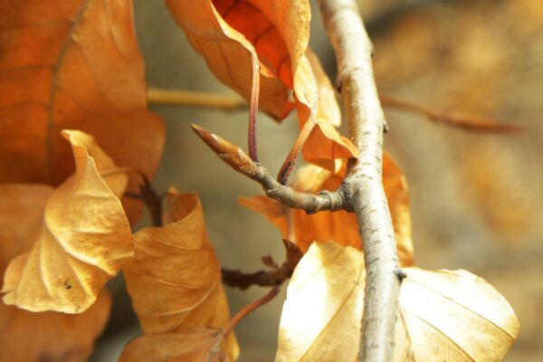 Fagus sylvatica ′Riversii′ - Dried Foliage & Bud