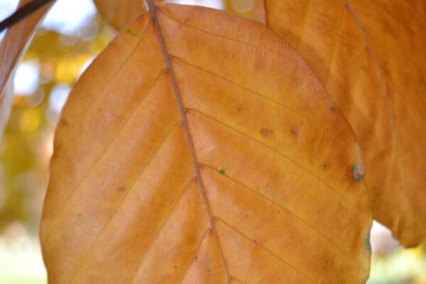 Fagus sylvatica ′Purpurea′ - Fall Leaf Color