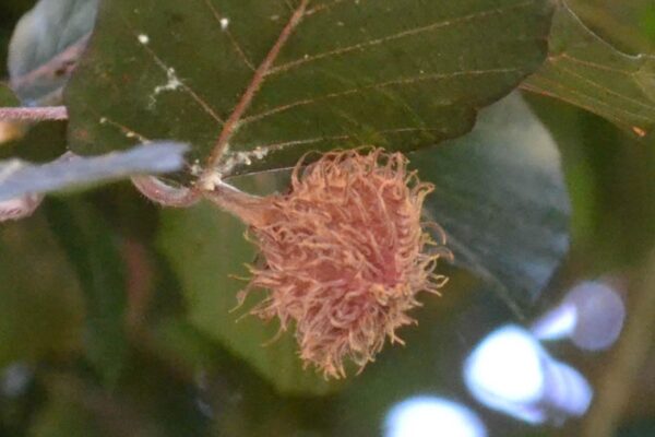 Fagus sylvatica ′Purpurea′ - Flower