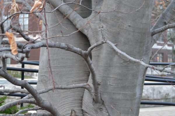 Fagus sylvatica ′Purpurea′ - Bark